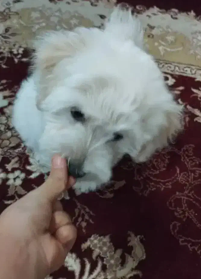 سگ اصل شناسنامه دار|سگ|قلعه گنج, |دیوار