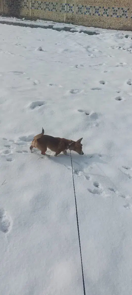 سگ نژاد اشپیتز|سگ|مشهد, شهرک مهر آباد|دیوار