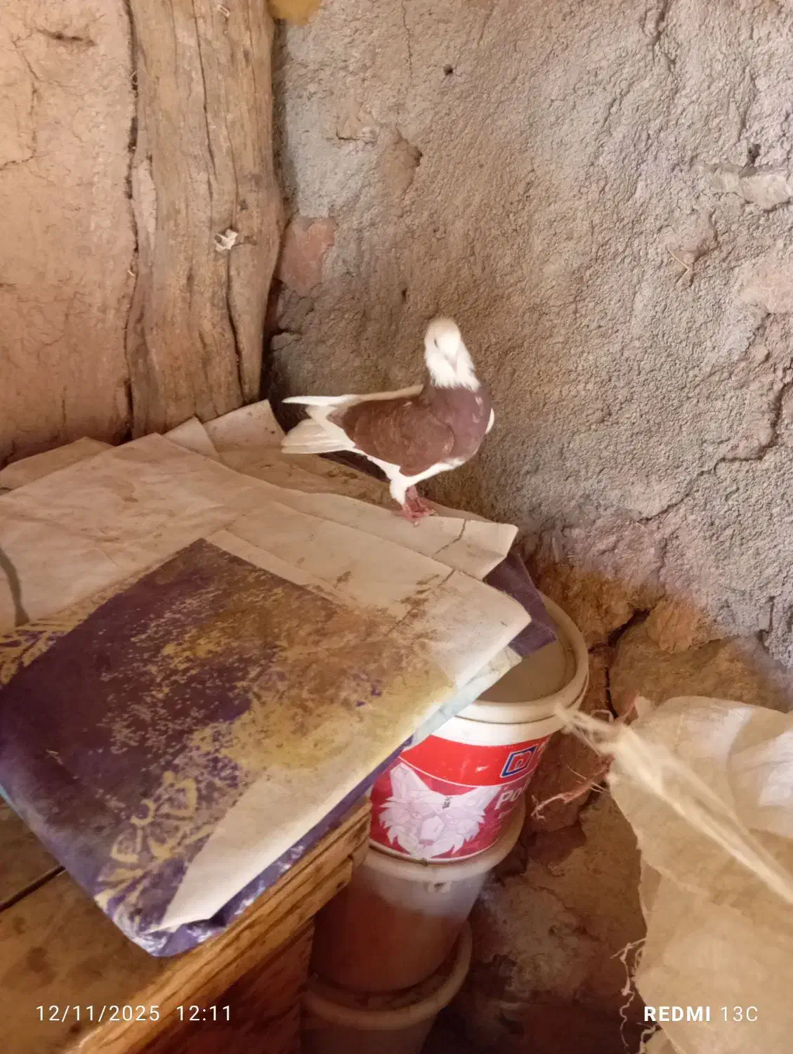 کبوتر|پرنده|اهر, |دیوار