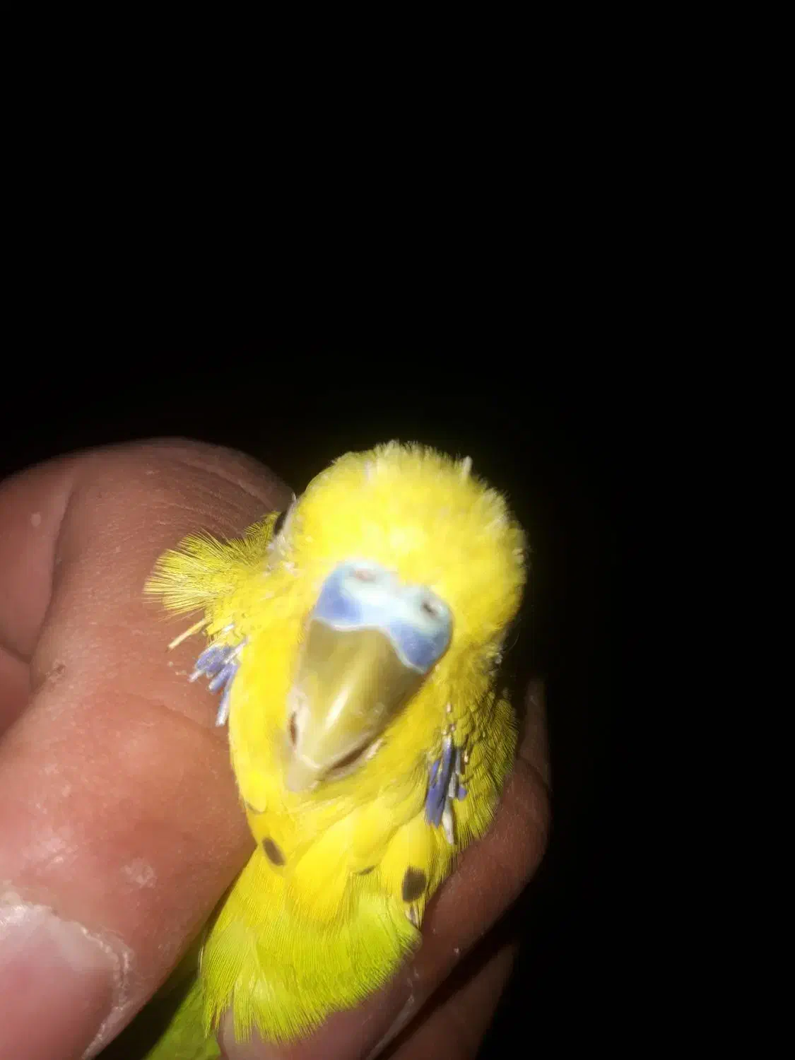 مرغ عشق کاشانی بالغ|پرنده|زاهدان, |دیوار