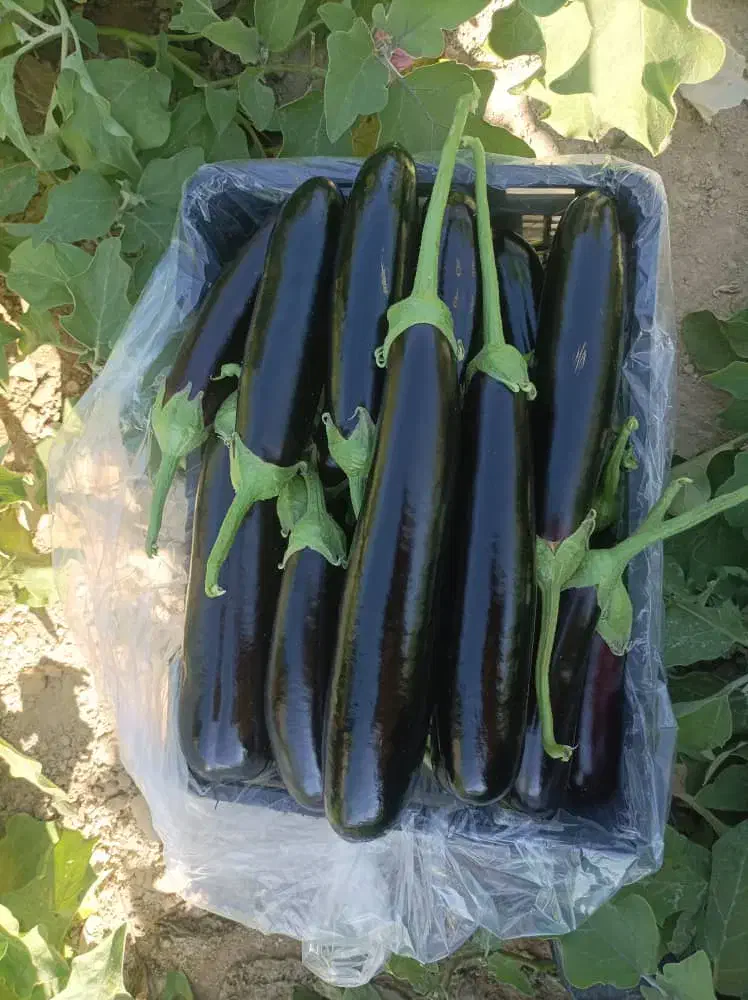 نیازمند سرمایه با ضمانت معتبر|خدمات مالی، حسابداری، بیمه|فیروزآباد (فارس), |دیوار