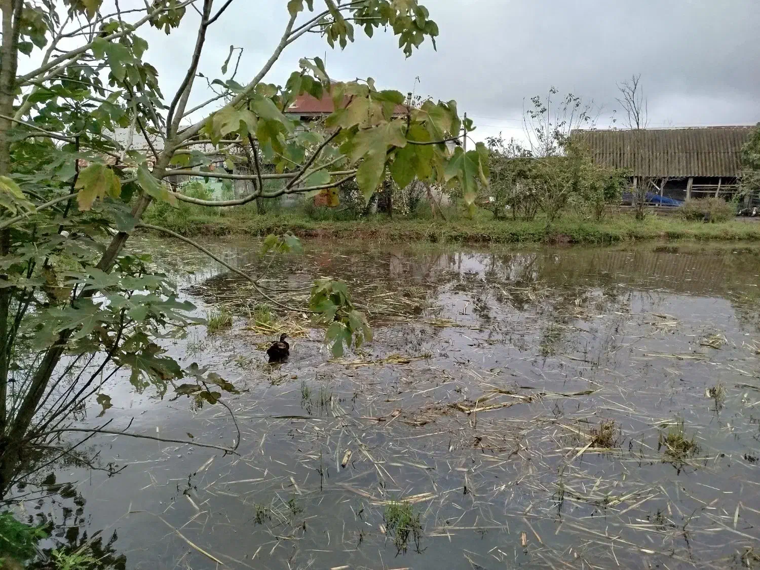 خانه ویلایی روستایی نزدیک باغ پرندگان|فروش خانه و ویلا|رشت, حومه رشت|دیوار