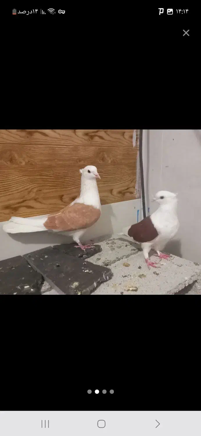 کبوتر پشتارجفت|پرنده|تیکمه داش, |دیوار