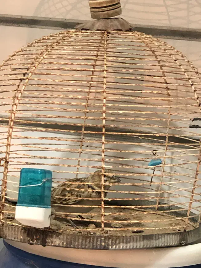 سهره خاکی|پرنده|بندر ماهشهر, |دیوار