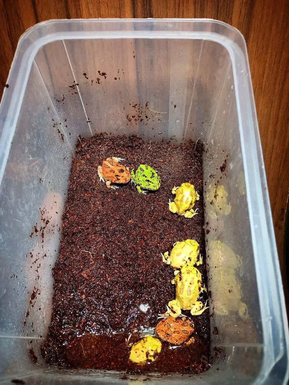 پکمن رنگی قیمت استثنایی|خزنده|تهران, بریانک|دیوار