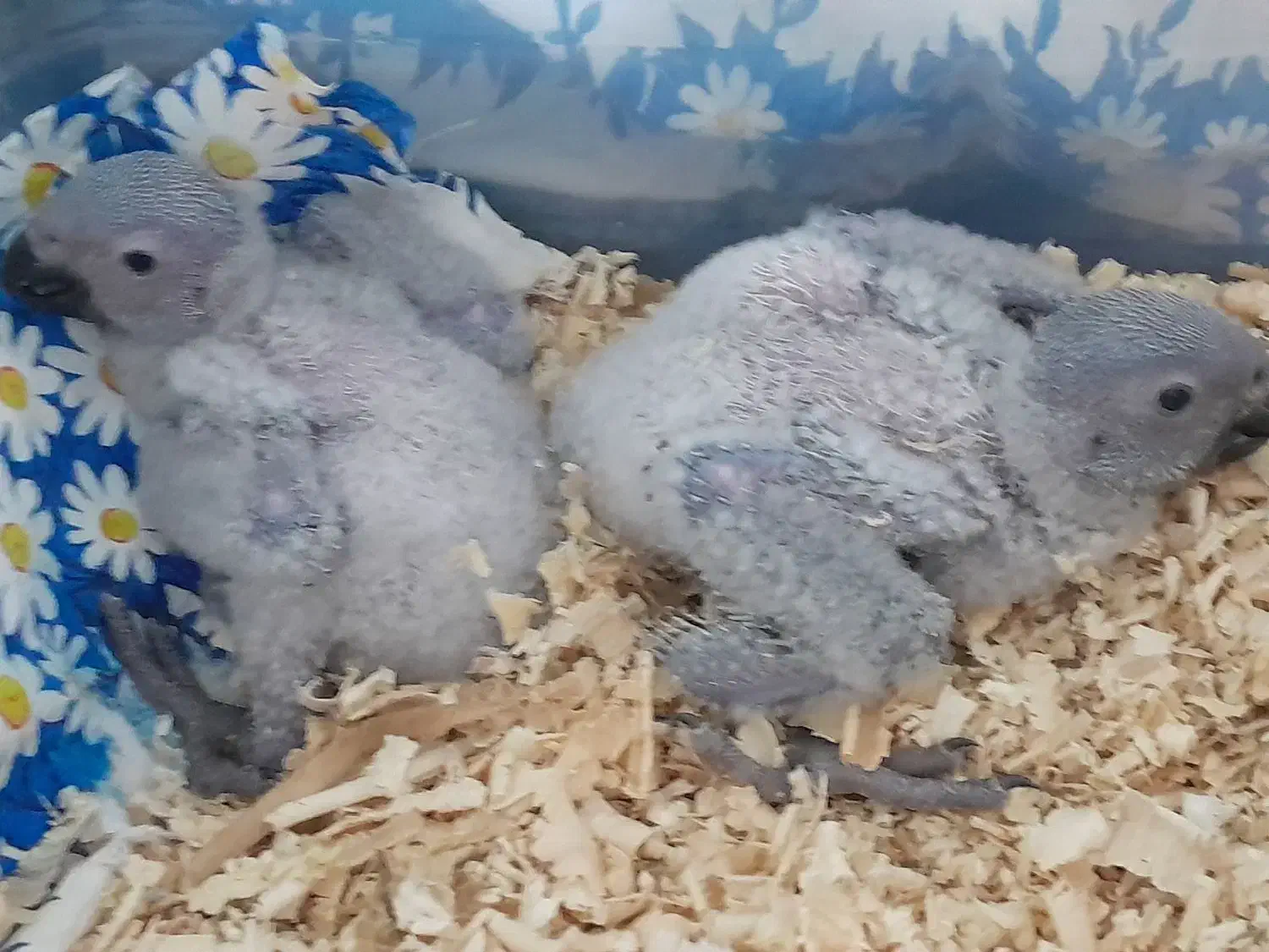 جوجه سرلاکی کاسکو دم قرمز|پرنده|تهران, هوانیروز|دیوار