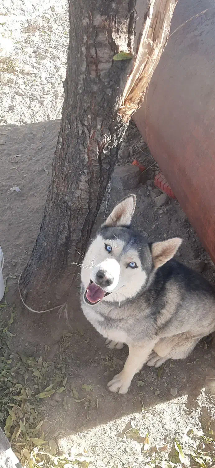 سگ هاسکی|سگ|مود, |دیوار