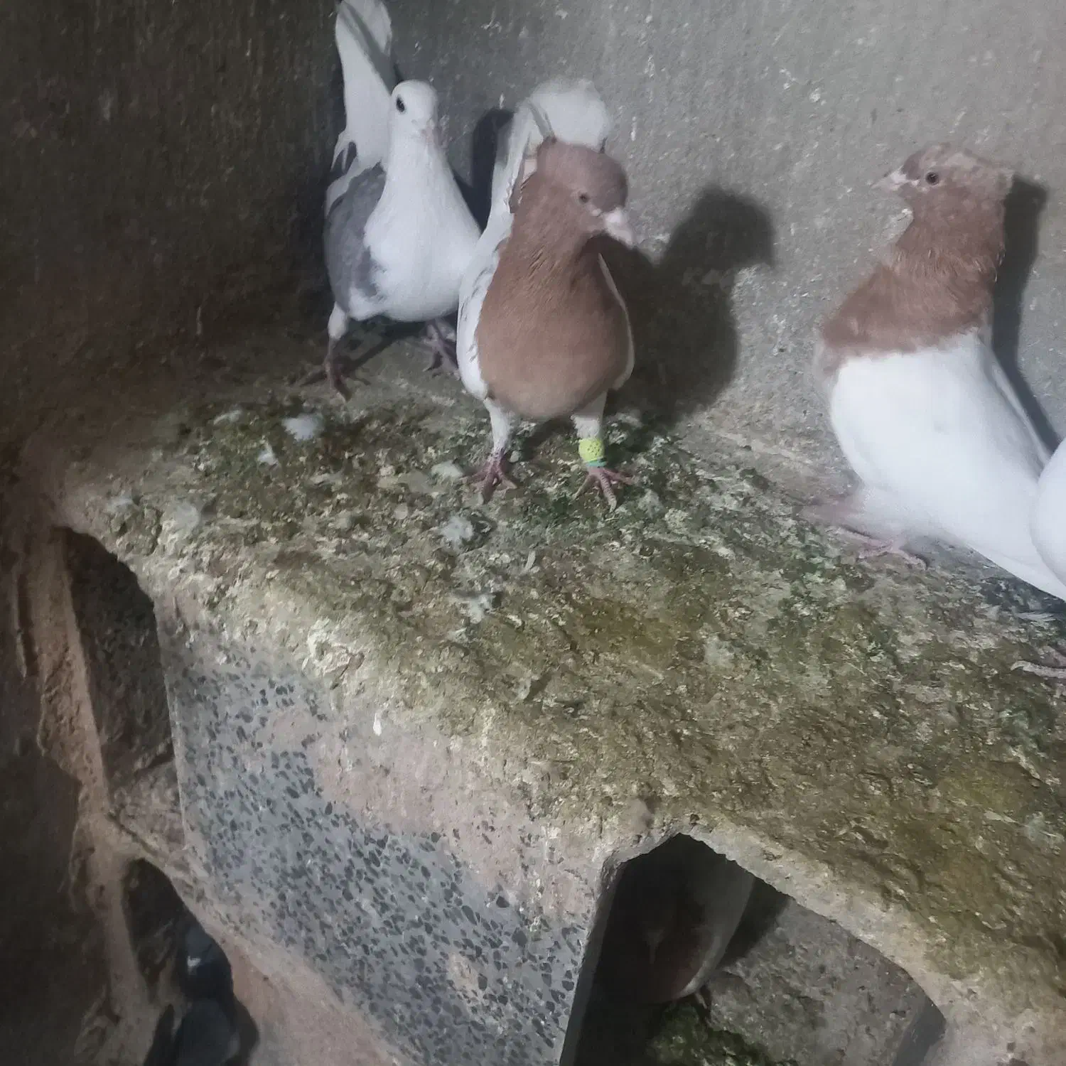 نره کله زرد|پرنده|پاپی, |دیوار