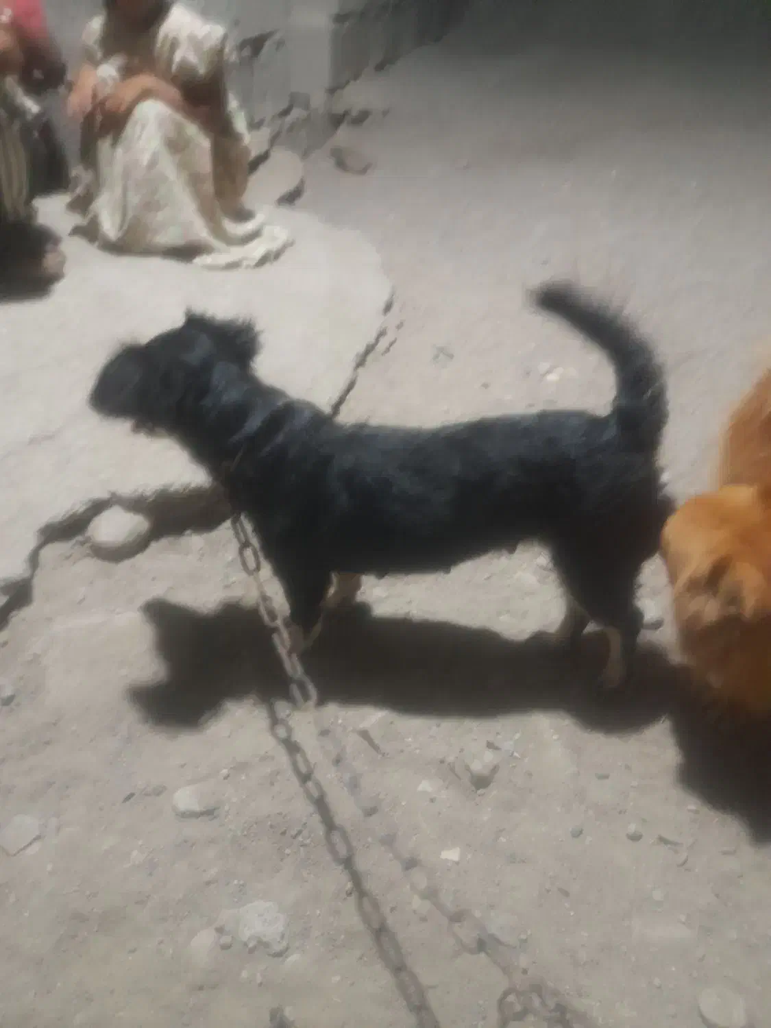 سگ پامر|سگ|میناب, |دیوار