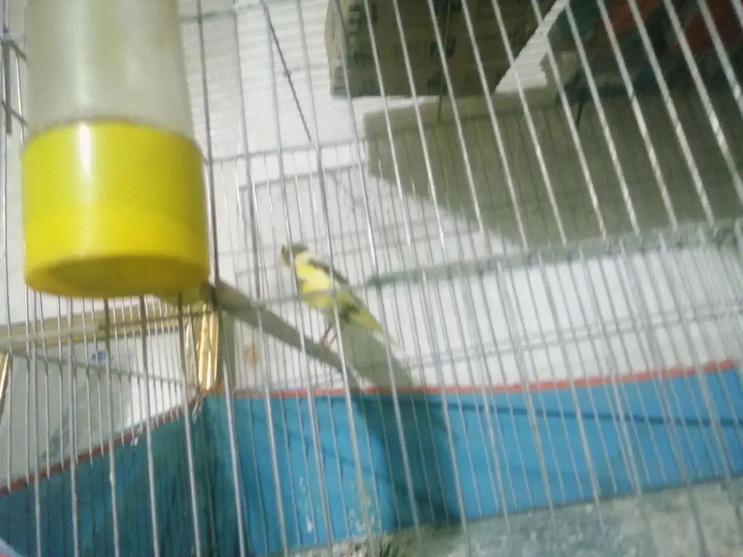 قناری ماده ابلق مست مست|پرنده|کرمان, |دیوار