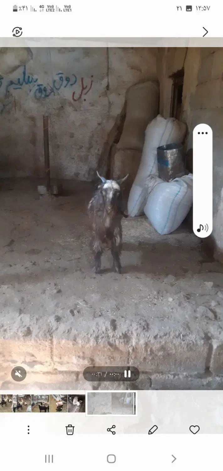 دوتا بیگ‌ نر شیری چاق|حیوانات مزرعه|ایذه, |دیوار