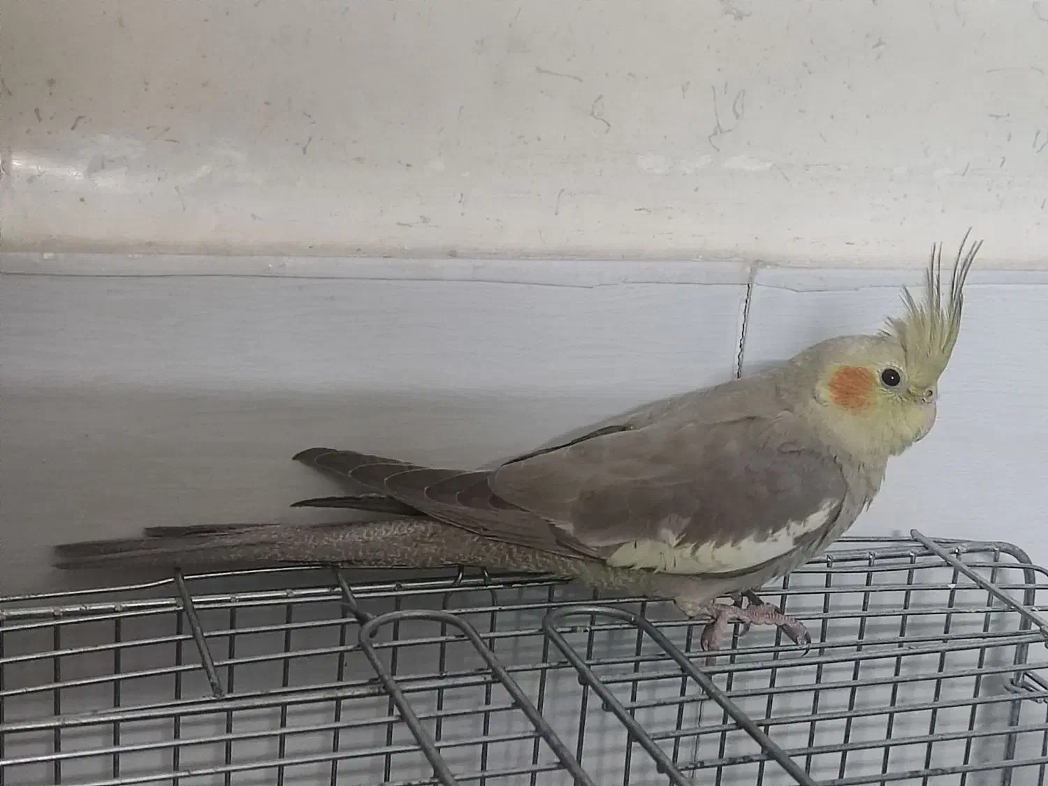 عروس هلندی آهویی|پرنده|قزوین, |دیوار