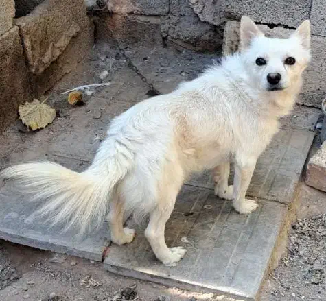 اشپیتز روباهی|سگ|کرمان, |دیوار