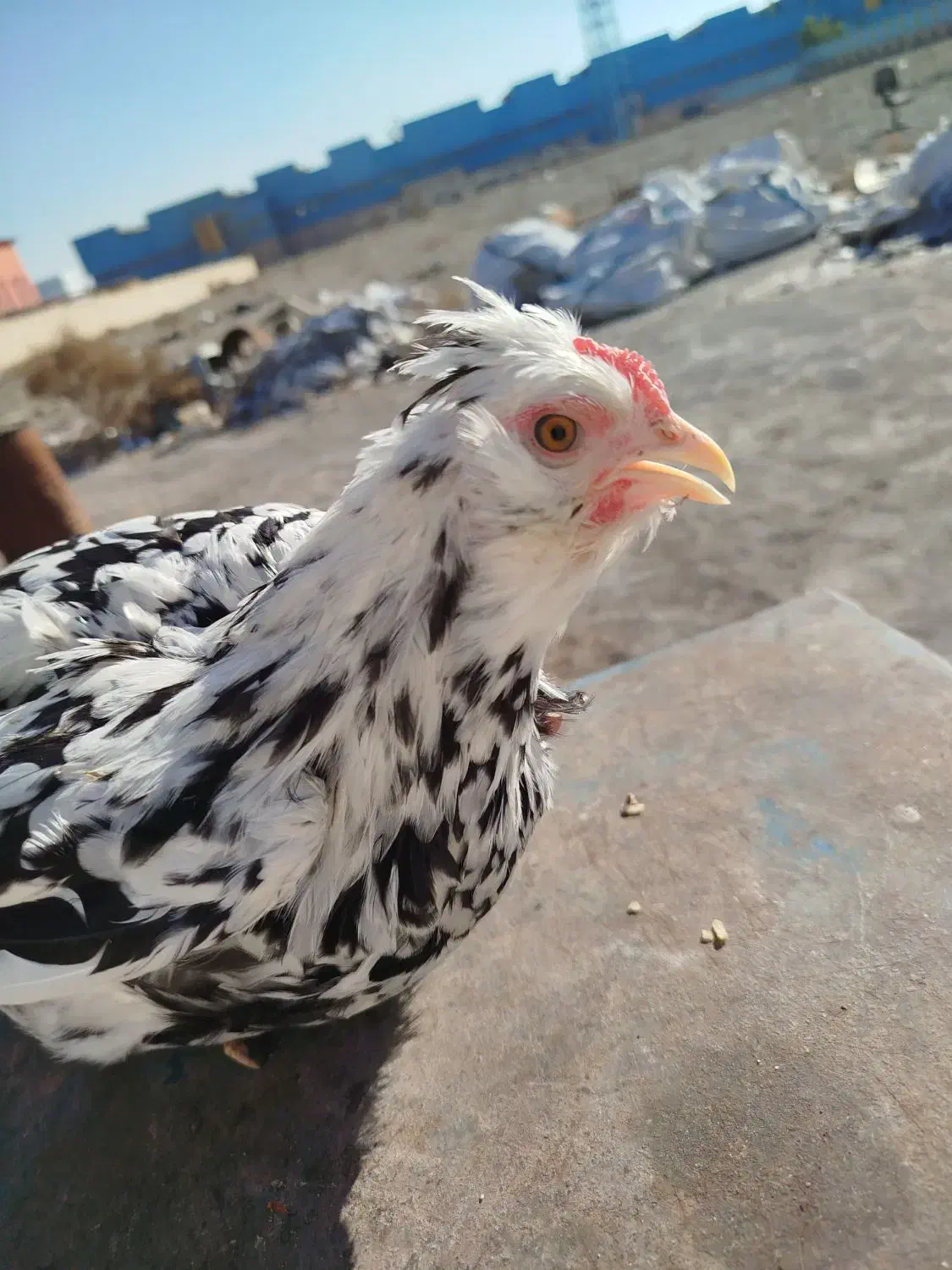 تخم نطفه دار گلین|حیوانات مزرعه|اسلام‌شهر, مطهری|دیوار