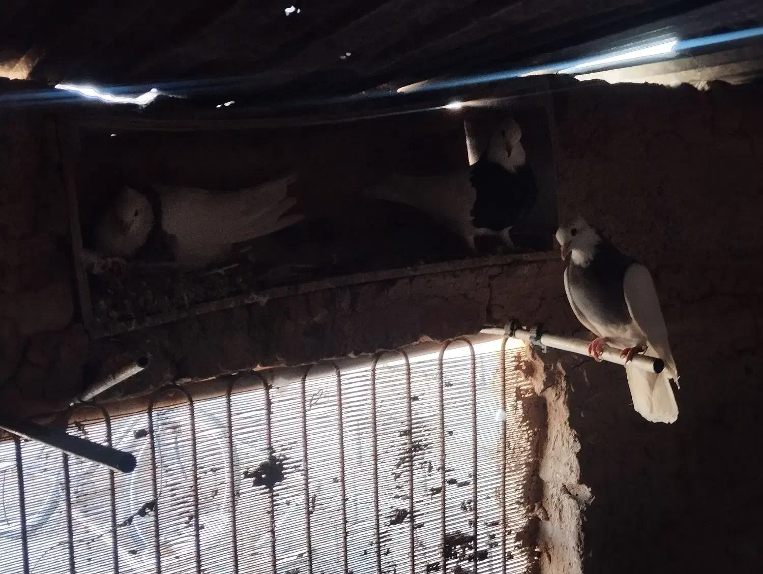 کفتر طوقی|پرنده|قائن, |دیوار