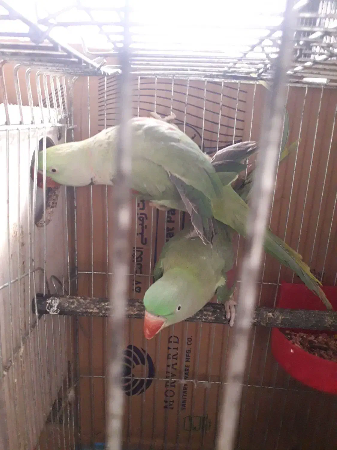 شاه طوطی|پرنده|مشهد, دانشجو|دیوار