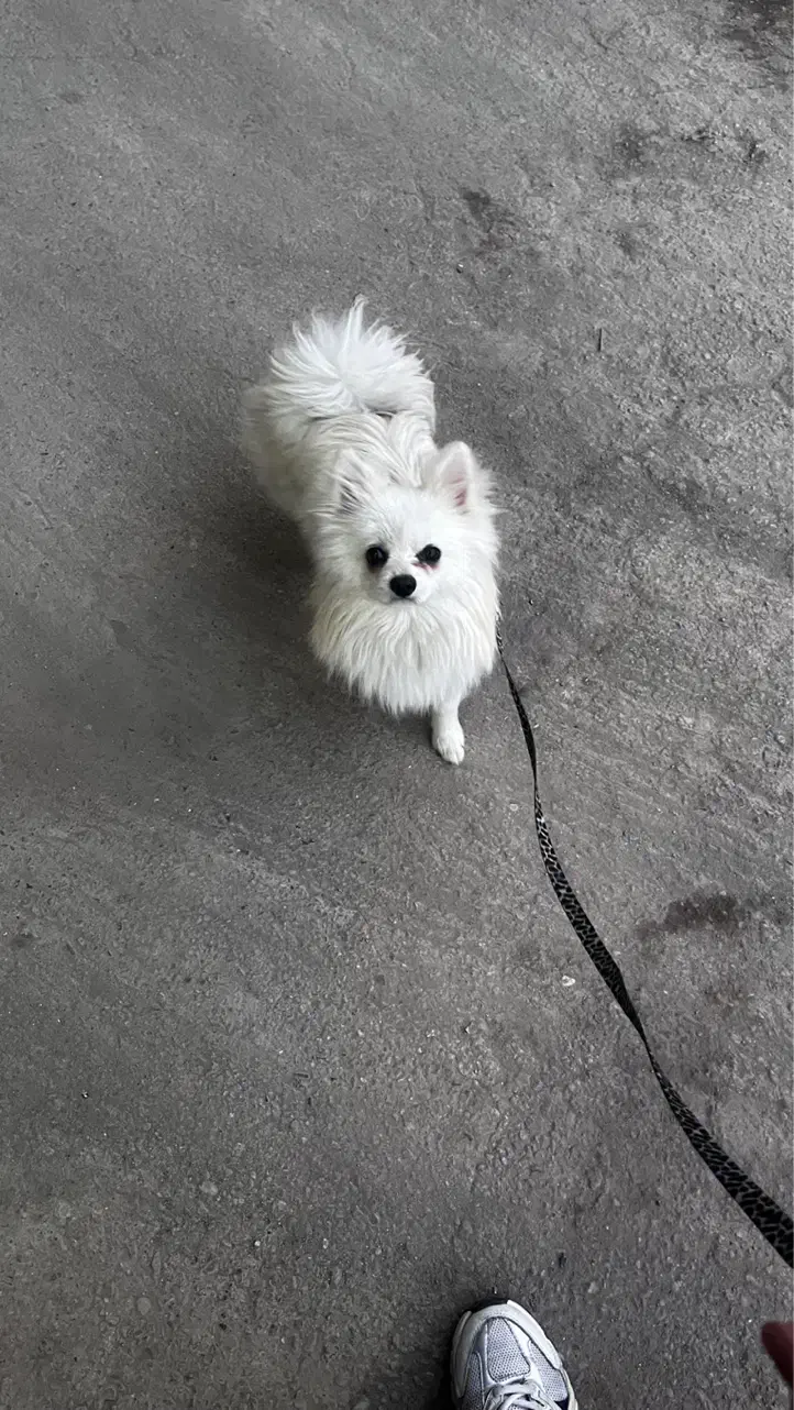 سگ پامرانین|سگ|قم, امامزاده ابراهیم|دیوار