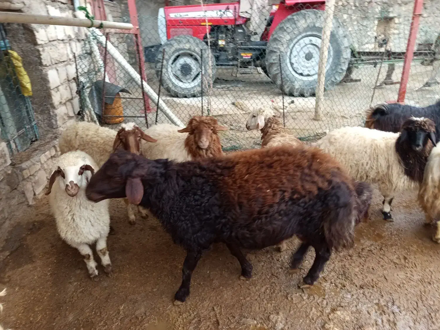 بره پرواری|حیوانات مزرعه|حمیل, |دیوار