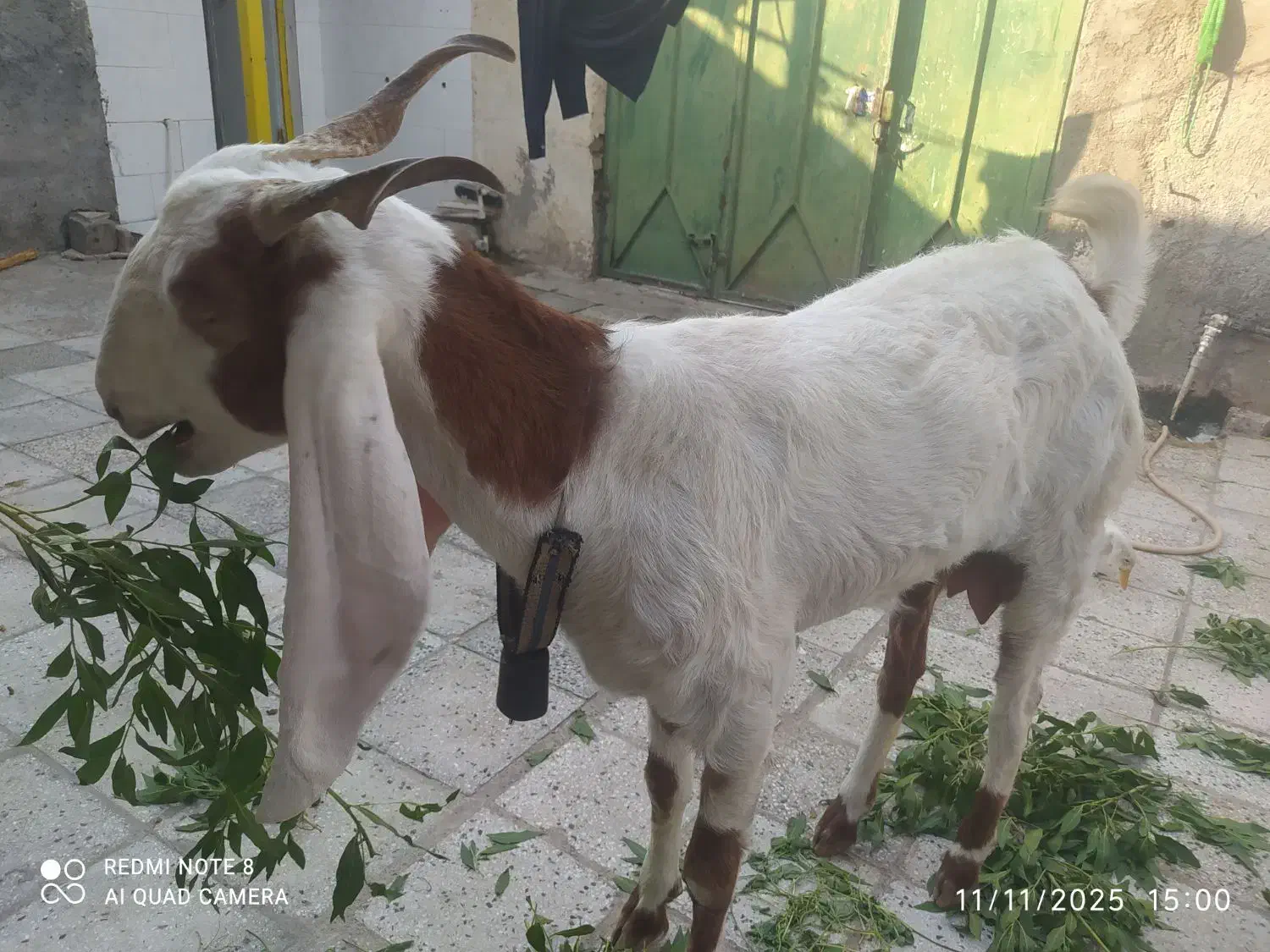 ۱۲۳۴ل۶|حیوانات مزرعه|اندیمشک, |دیوار