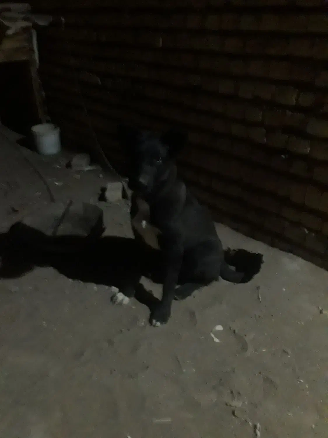 توله ۷ ماهه قهدریجانی|سگ|کاشان, شهرک خاتم الانبیا (مسکن ملی کاشان)|دیوار