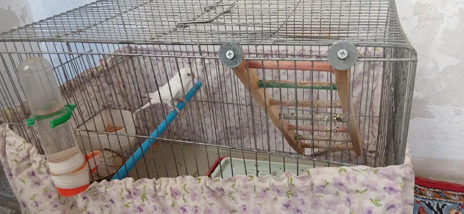 مرغ عشق نر|پرنده|کرمانشاه, |دیوار