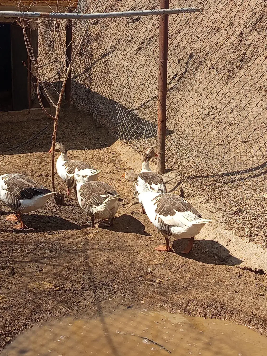 غاز|حیوانات مزرعه|ساوه, |دیوار