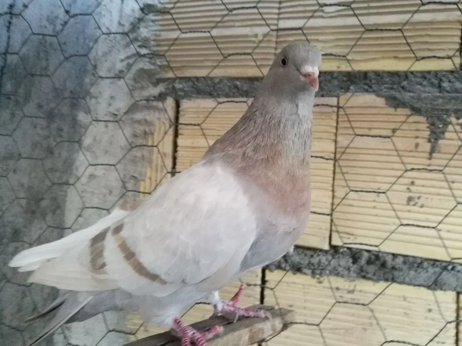 پرشی تیر ماه|پرنده|میانه, |دیوار