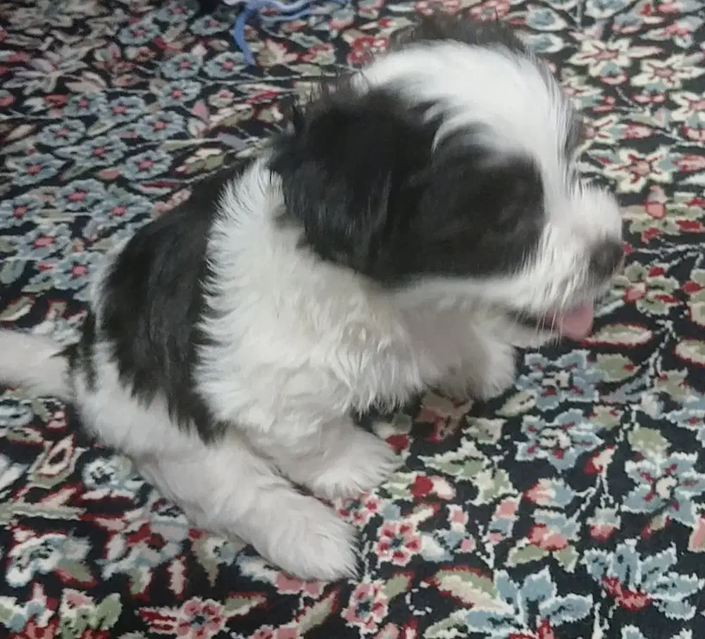 سگ شیتزو|سگ|رفسنجان, |دیوار