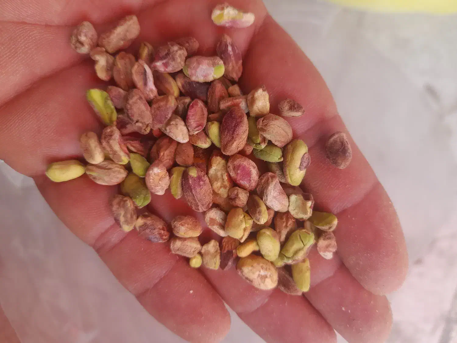 پسته پسته پسته گلدار گوشتی تازه|خوردنی و آشامیدنی|قم, یزدان‌شهر|دیوار
