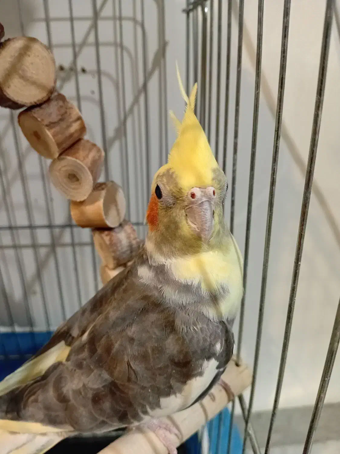 عروس هلندی|پرنده|الوند, |دیوار