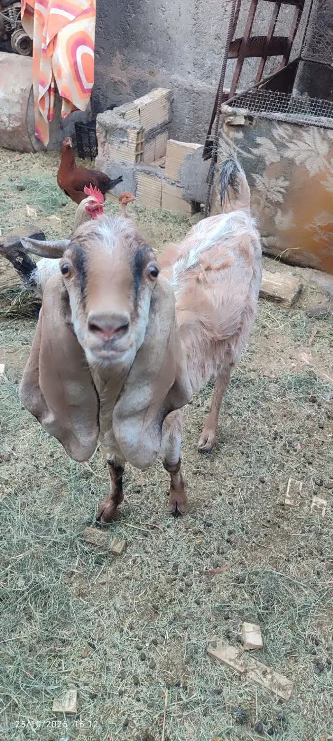 گوسفند|حیوانات مزرعه|بم, |دیوار