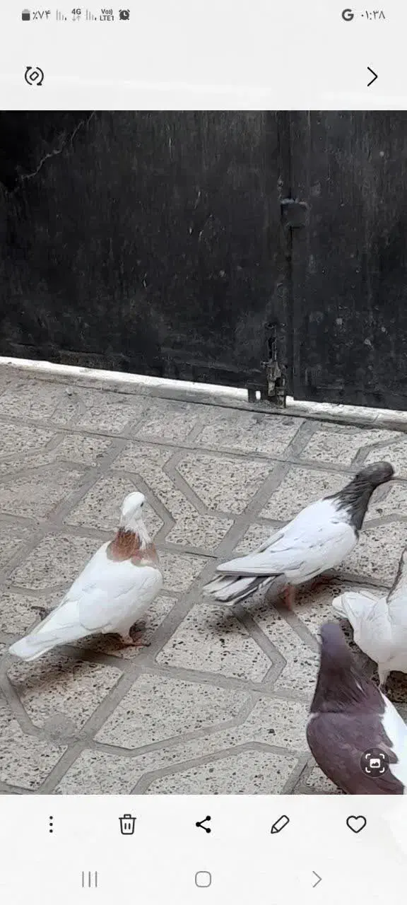 ماده رنگه|پرنده|مشهد, کشف|دیوار