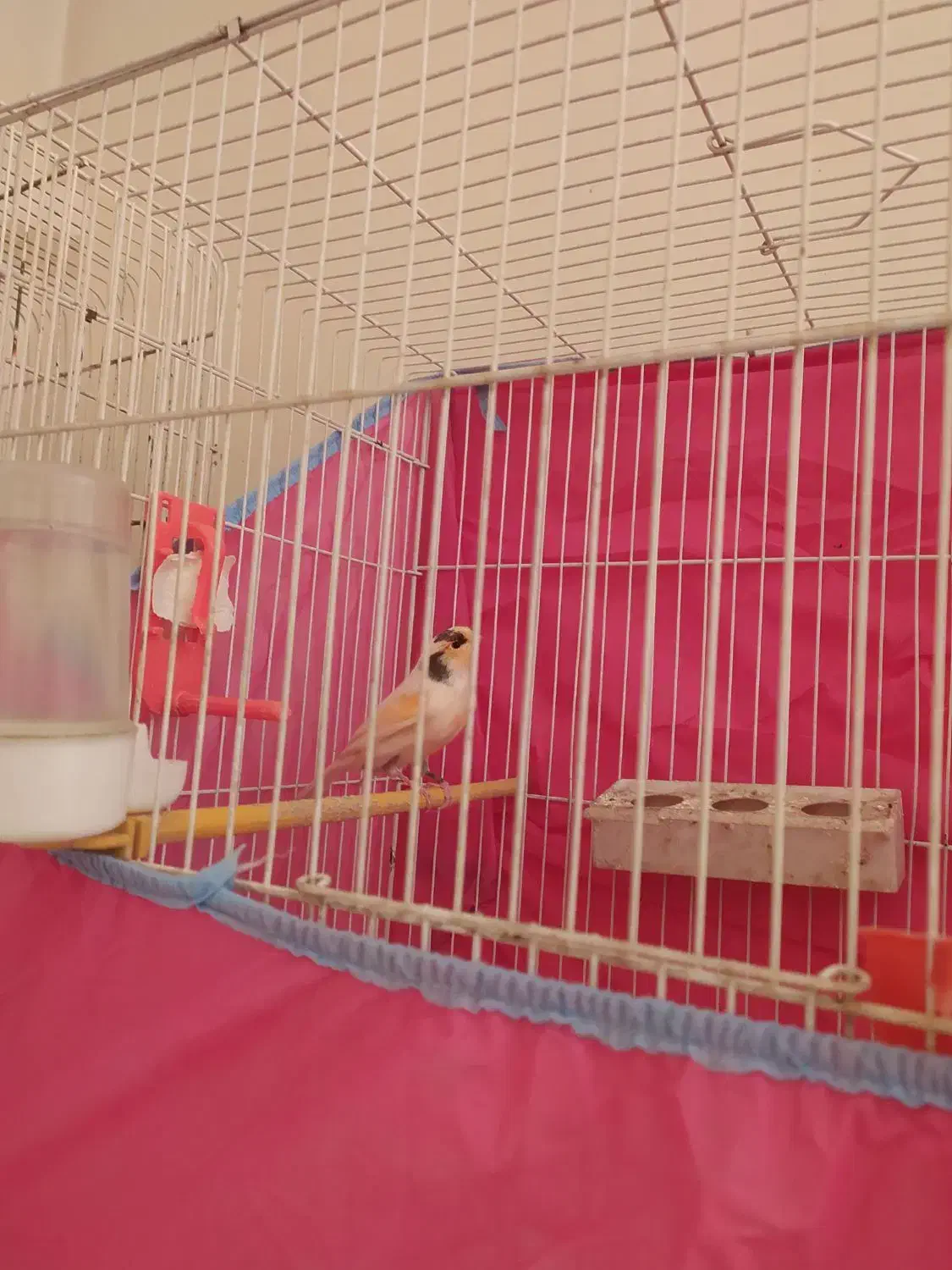 فروش قناری موزاییکی|پرنده|تربت‌حیدریه, قاسم آباد|دیوار