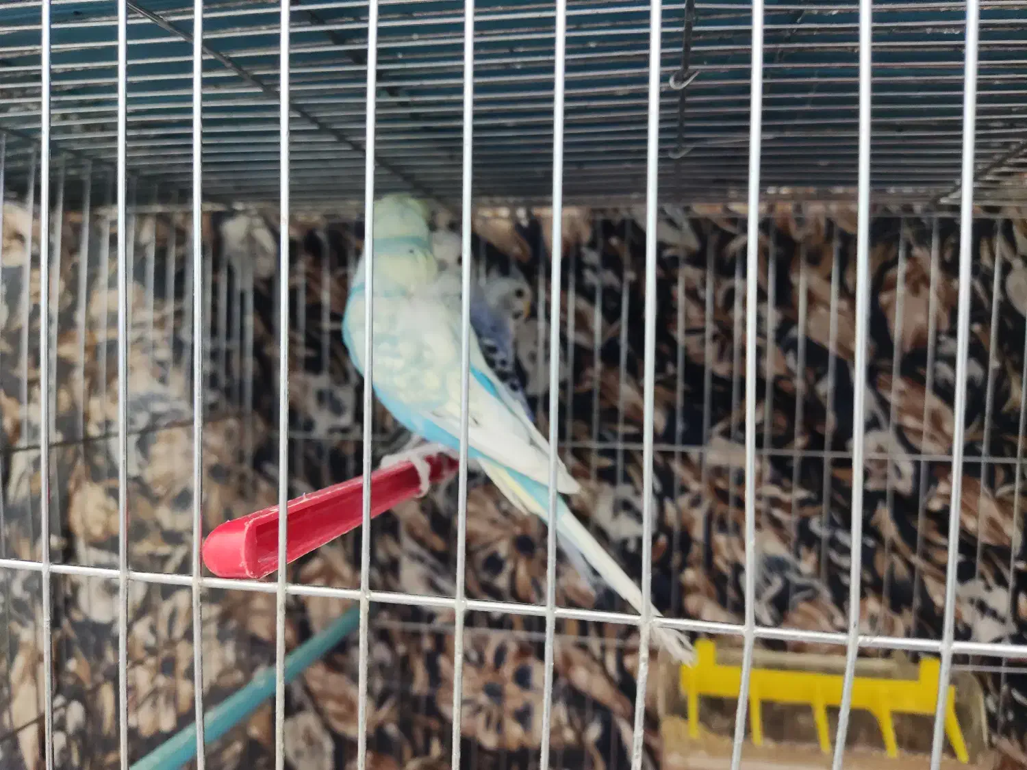 مرغ عشق زیبا|پرنده|بروجن, |دیوار