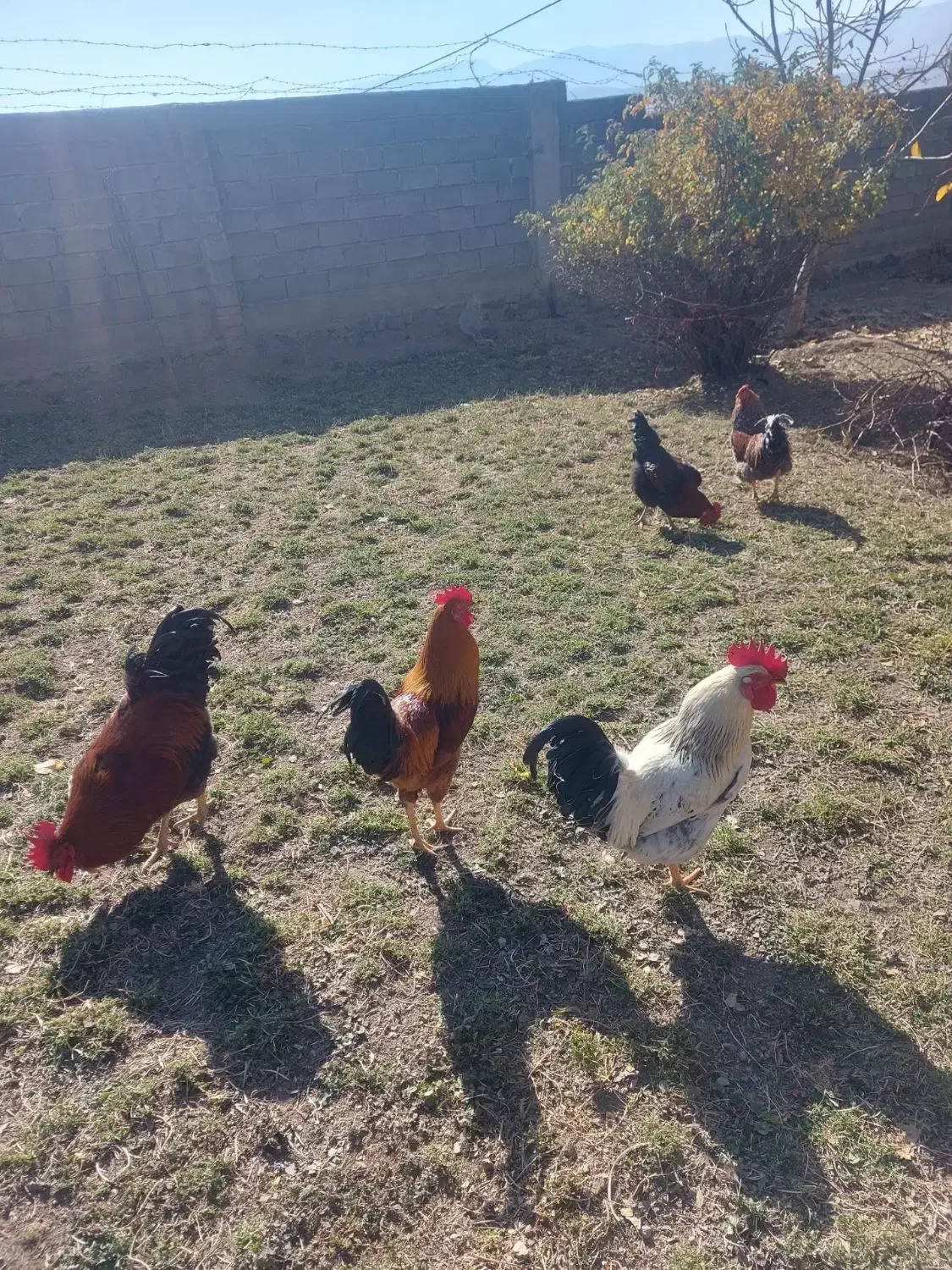 ۵عدد خروس|حیوانات مزرعه|قلقل رود, |دیوار