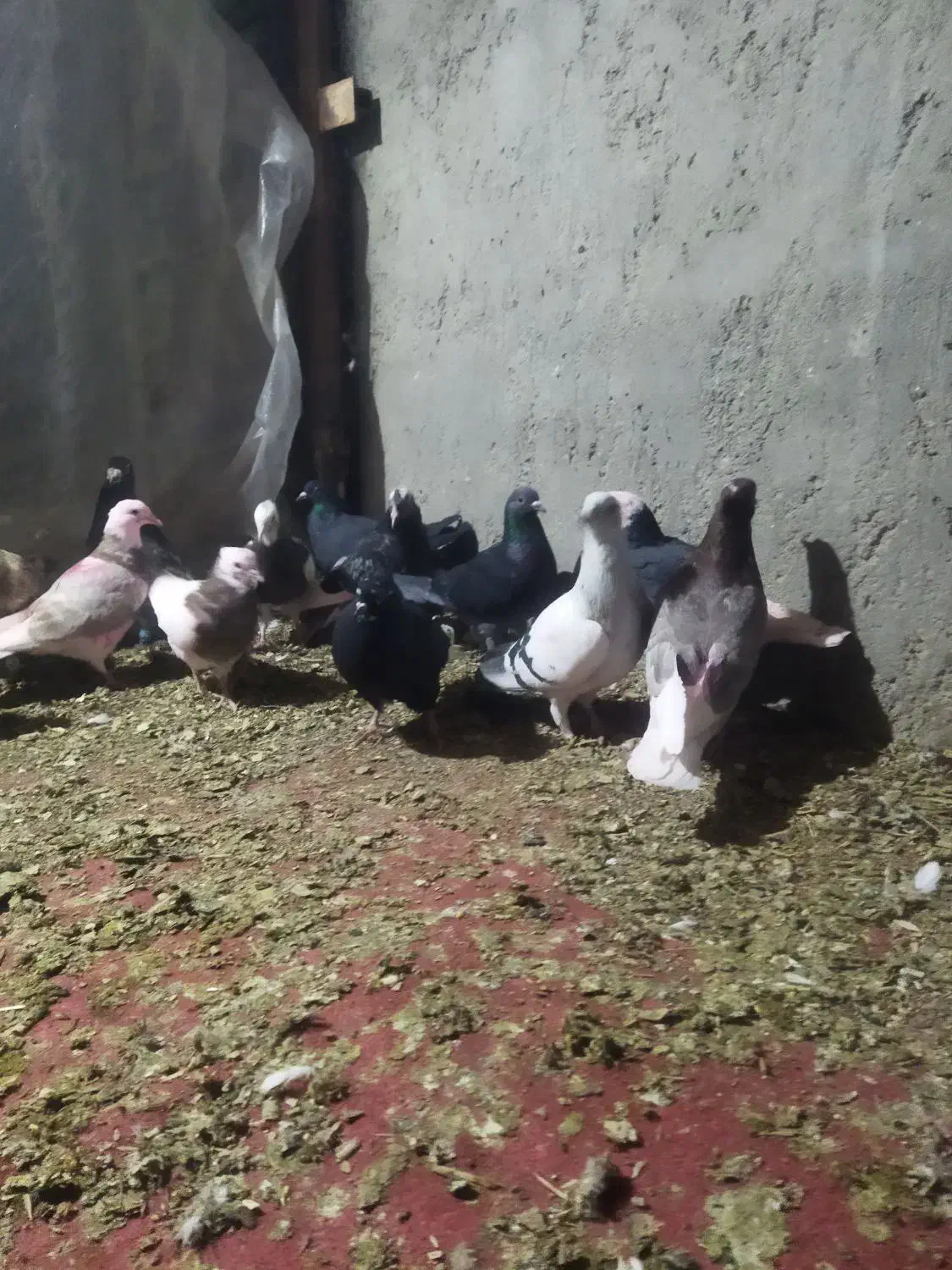 کبوتر 14عددهمه پرشی|پرنده|دشتابی, |دیوار