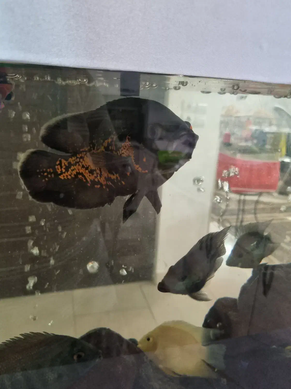 اسکار سلطنتی|ماهی|مشهد, امیریه|دیوار