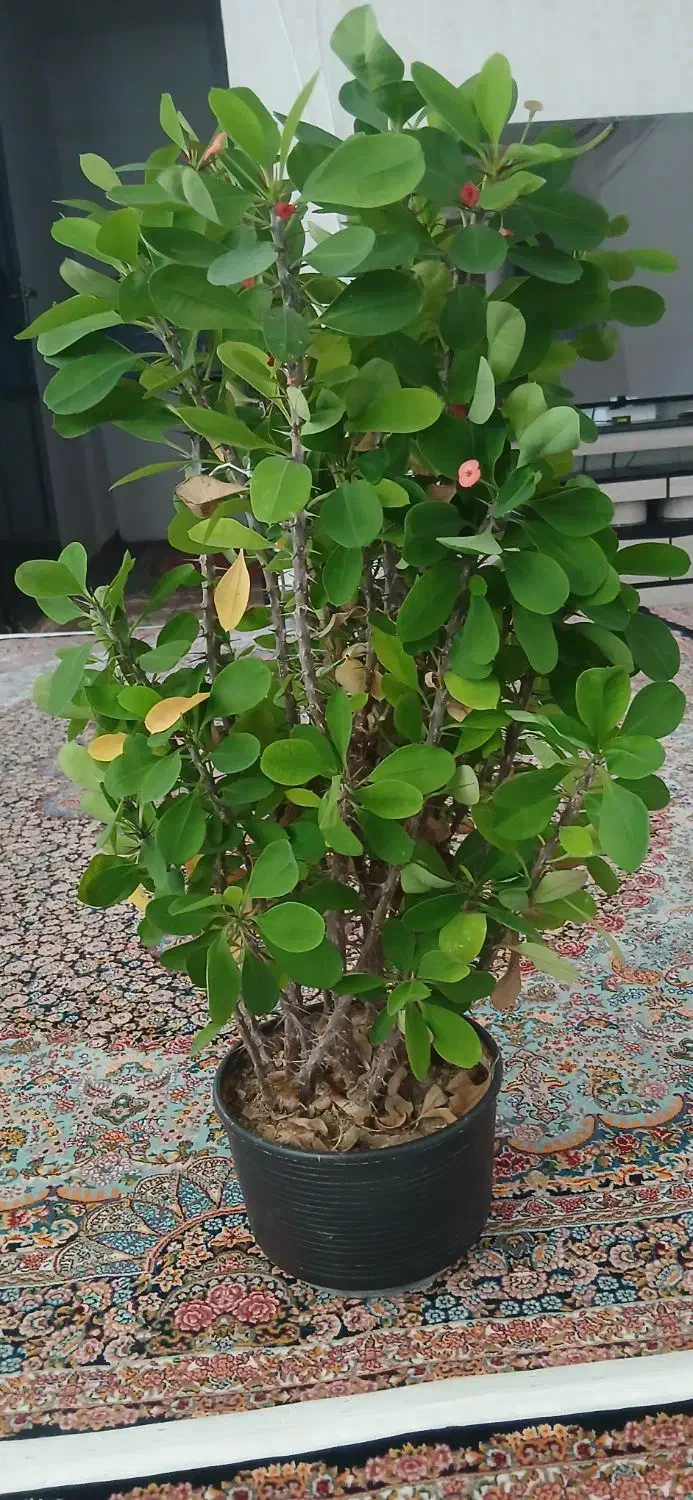 فروش گل|گل و گیاه طبیعی|مریوان, |دیوار