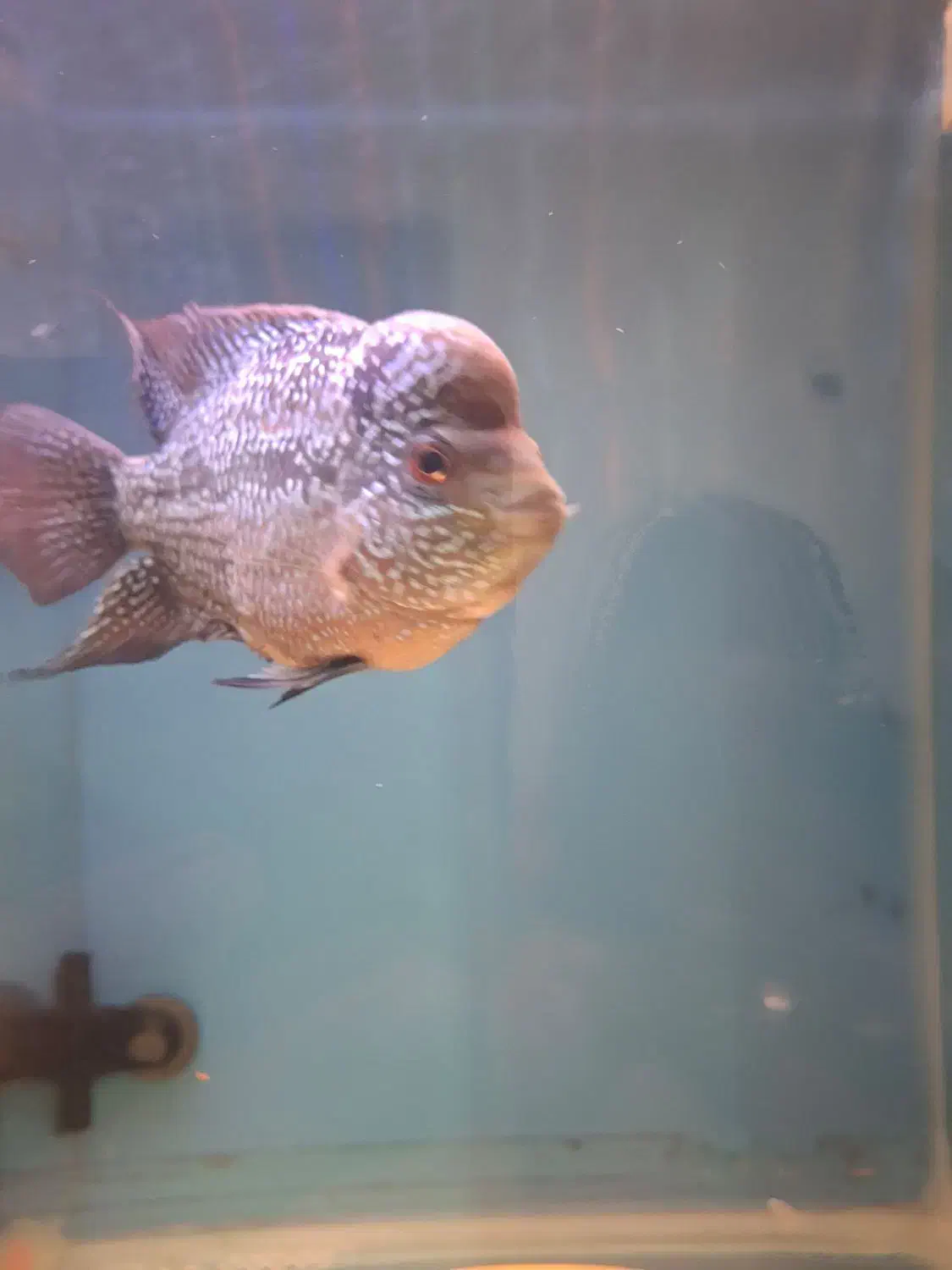 ماهی فلاور  پترن عالی سالم فروش فوری|ماهی|رشت, حمیدیان|دیوار