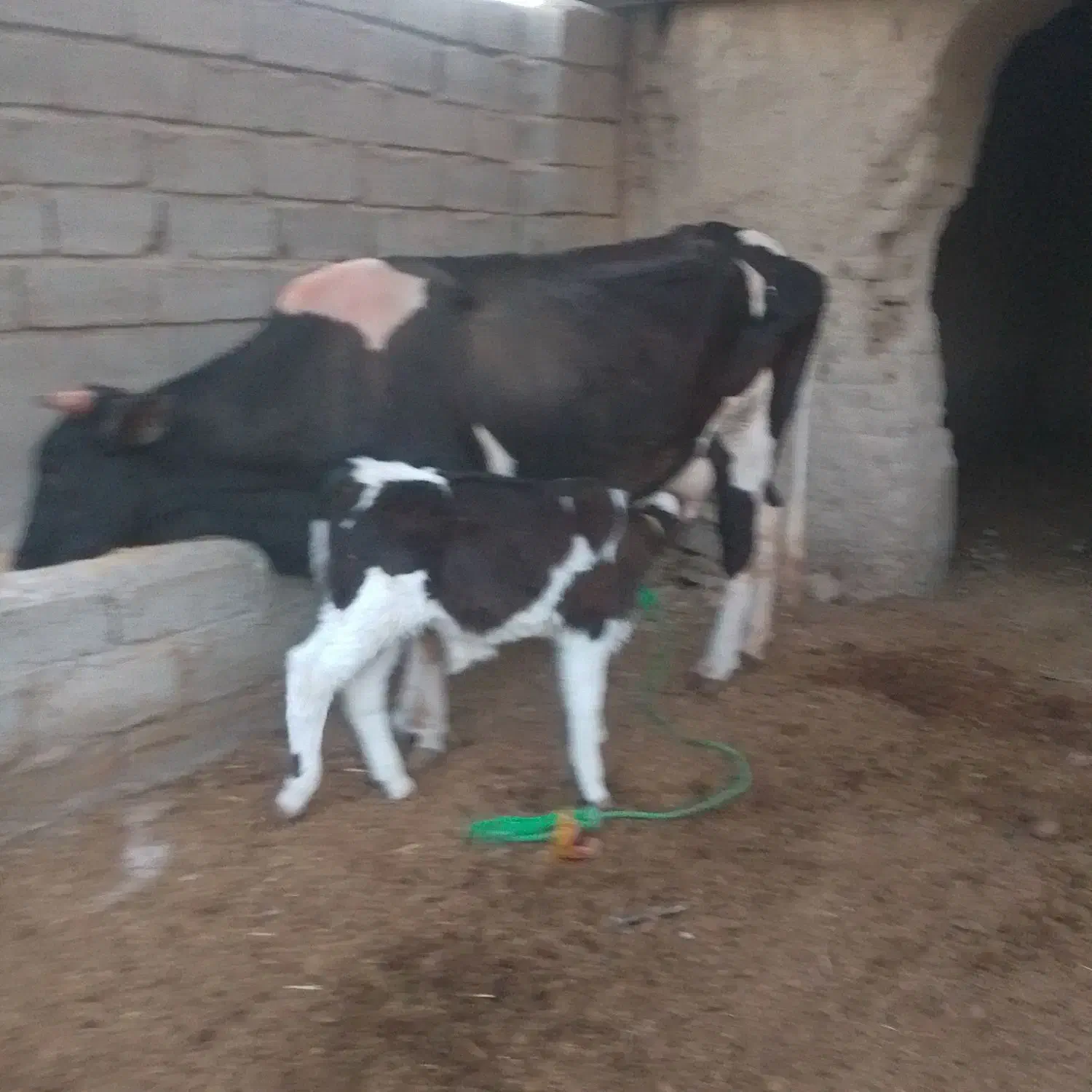 گاو با گوساله نر|حیوانات مزرعه|زهک, |دیوار