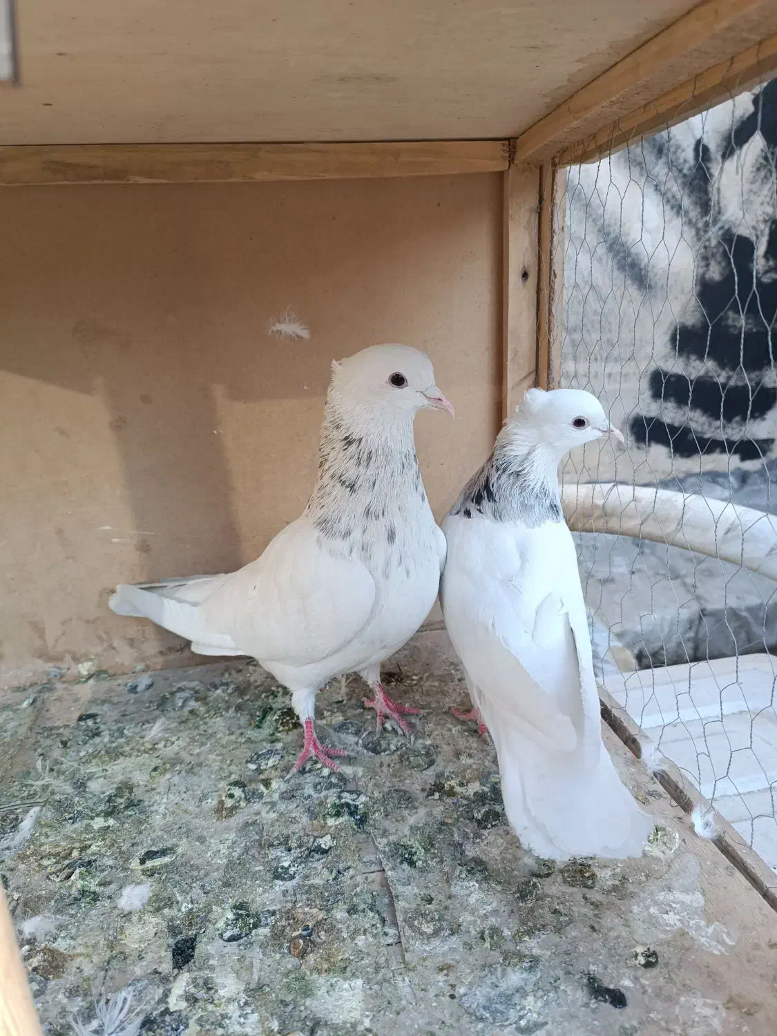 کفتر طوقی|پرنده|تهران, شیخ هادی|دیوار