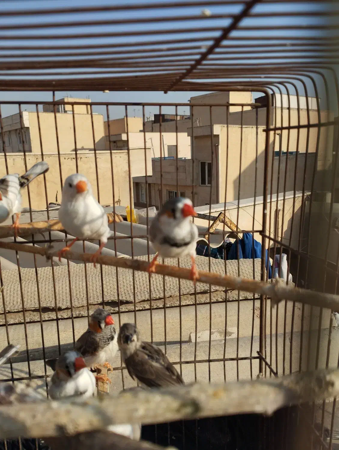 فنچ دونه ای100|پرنده|تهران, پرستار|دیوار