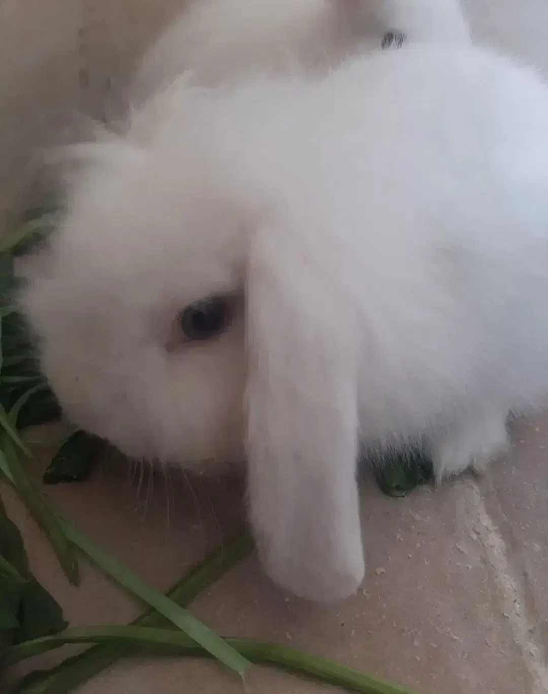 خرگوش پشمالو لپ|موش و خرگوش|سراوان, |دیوار