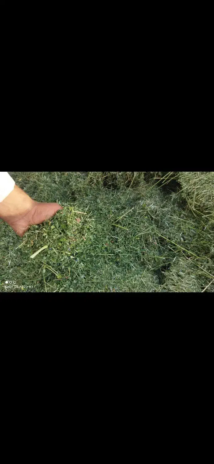 یونجه چین چهار|عمده‌فروشی|بروجرد, |دیوار