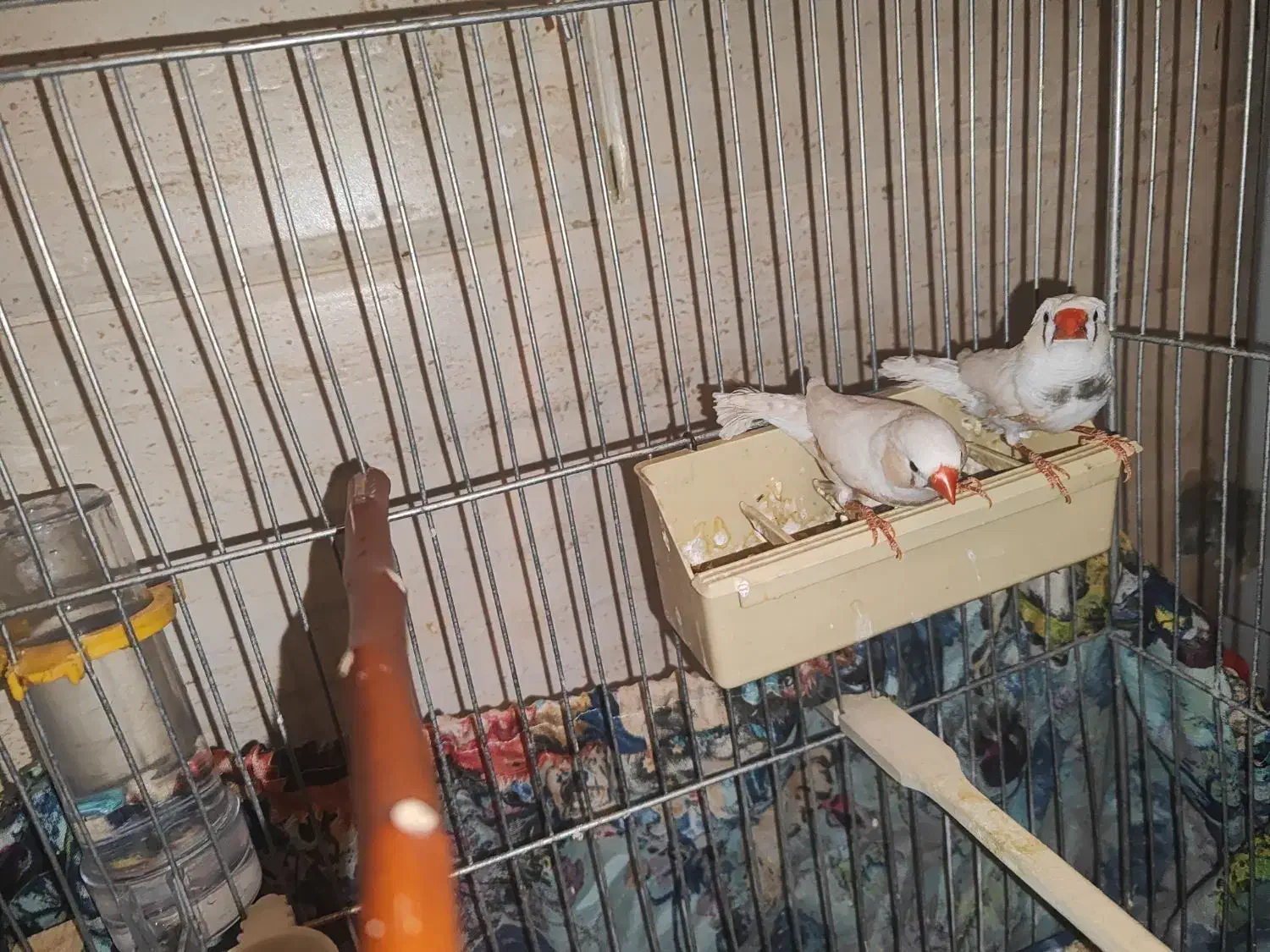 ۳ عدد فنچ سفید|پرنده|رودهن, |دیوار