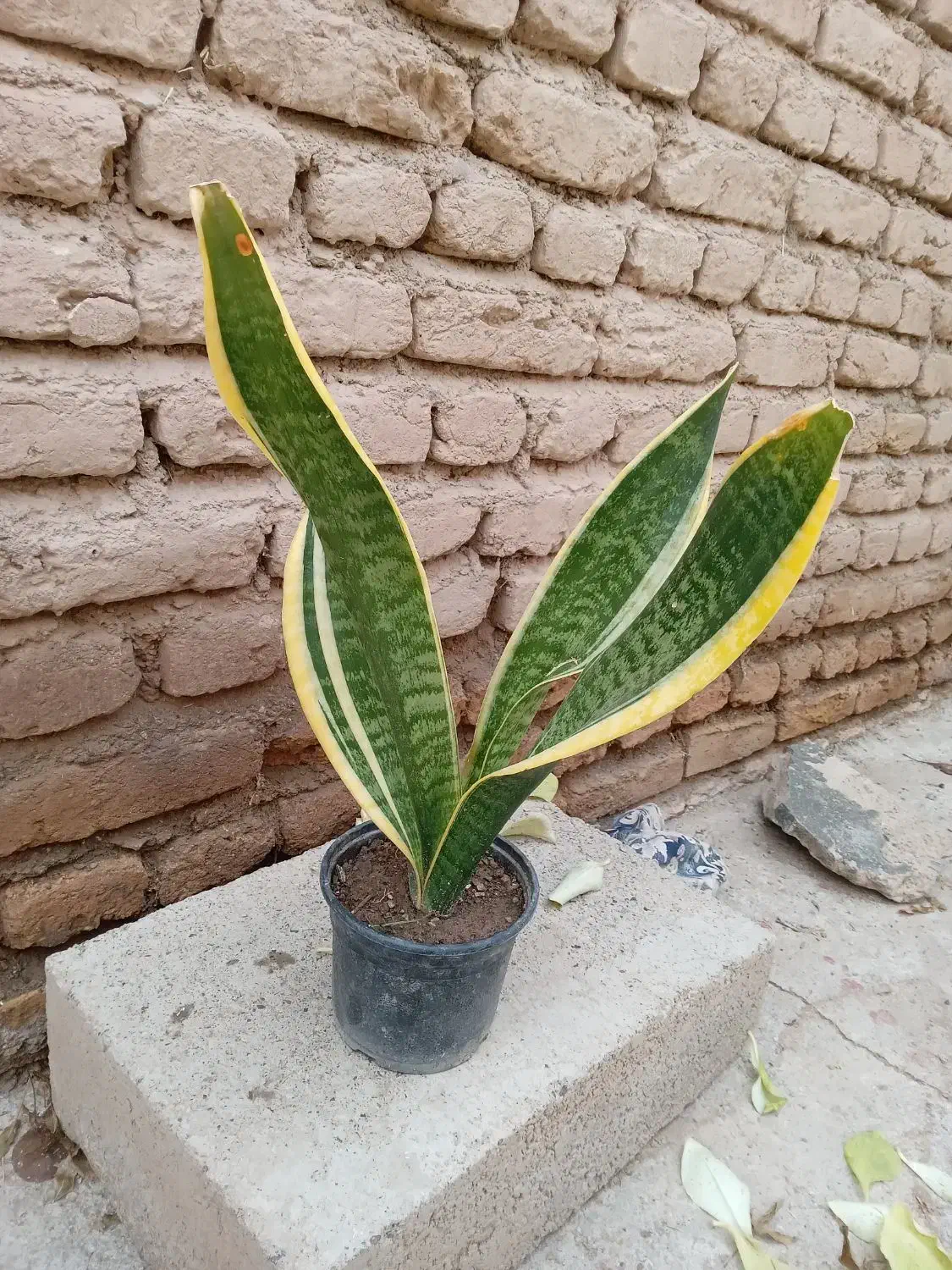 گلهای طبیعی آپارتمانی|گل و گیاه طبیعی|مرند, |دیوار