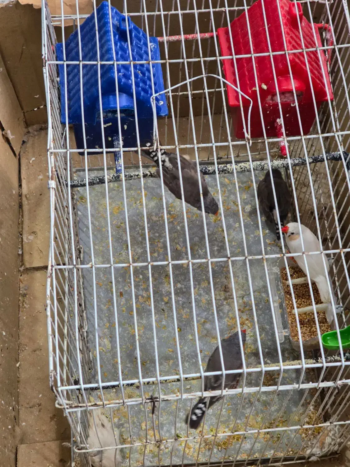 فنچ|پرنده|قیدار, |دیوار