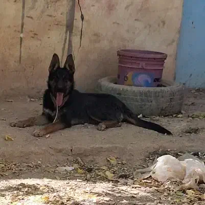 توله ژرمن اصلی درجه یک|سگ|شهرکرد, |دیوار