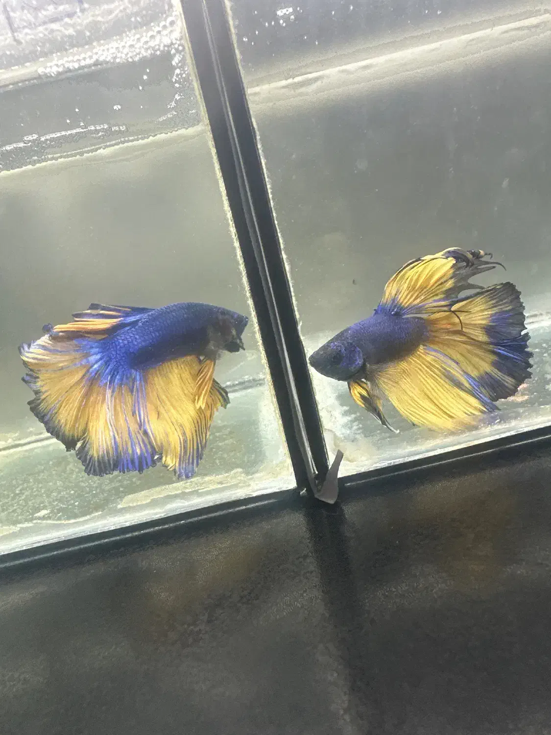 تخفیف ۲۰٪ فایتر به مناسبت بلک فرایدی|ماهی|رشت, کاکتوس|دیوار