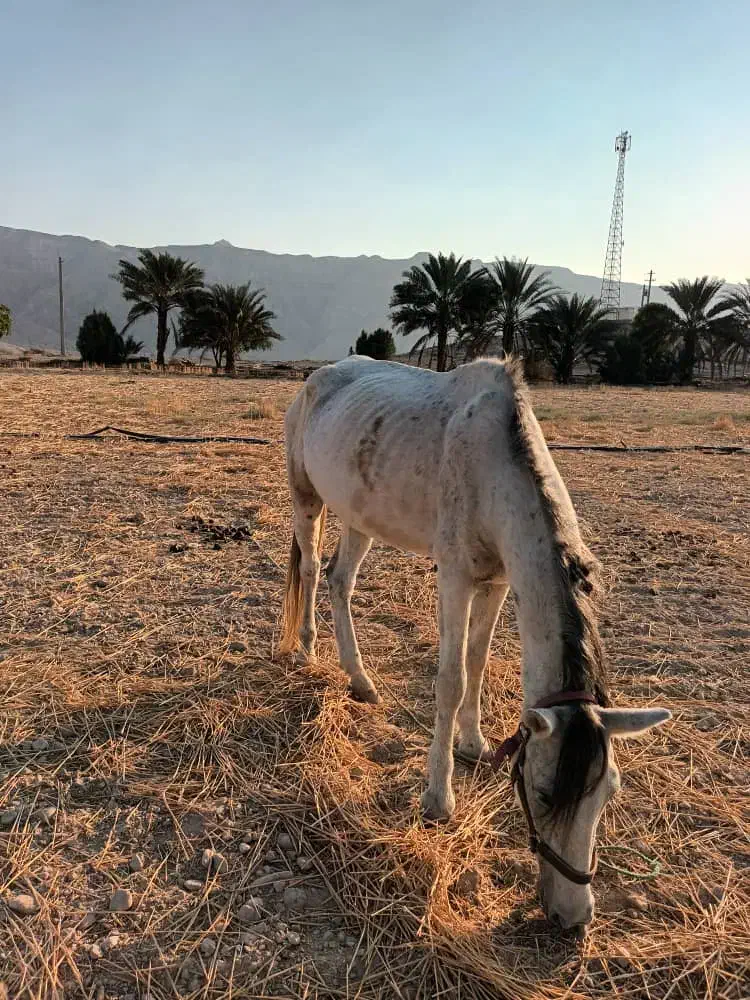 فروش دو اسب مادیون یا معاوضه|اسب و تجهیزات اسبسواری|خنج, |دیوار